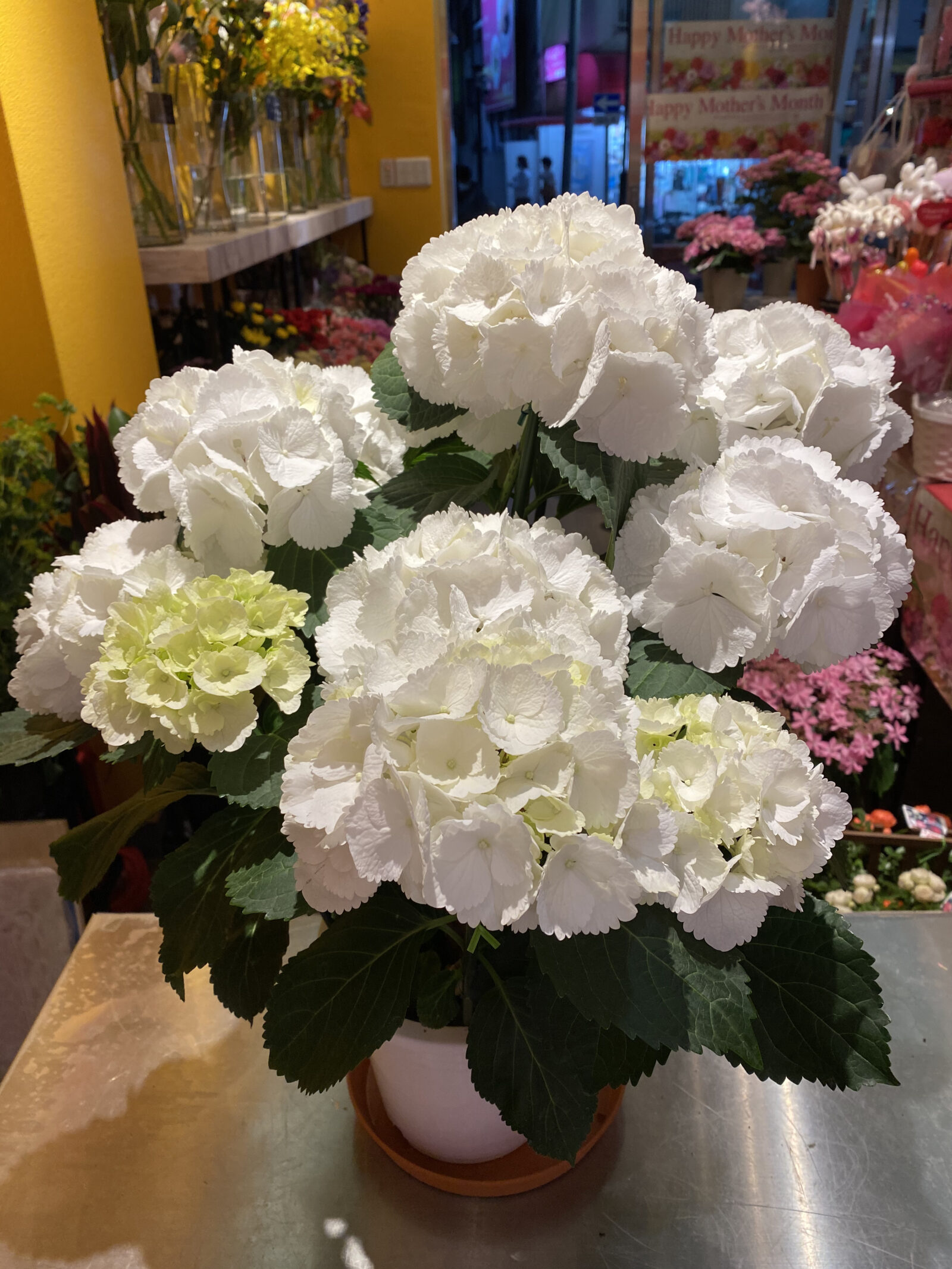 再び紫陽花新入荷です 新鮮花屋公式 花屋 花 花束 フラワーギフト 通販 花吉 花よし